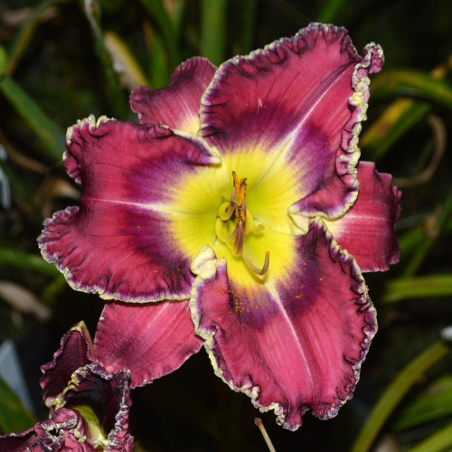 Daylily-Sons-Of-Thunder-1200x-DSC 0419