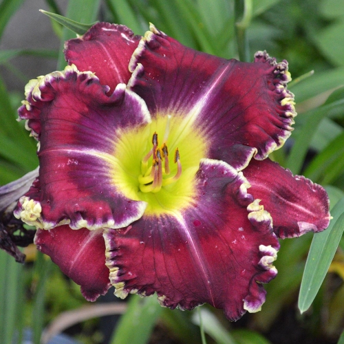 Daylily-Sons-Of-Thunder-1200x-DSC 0607