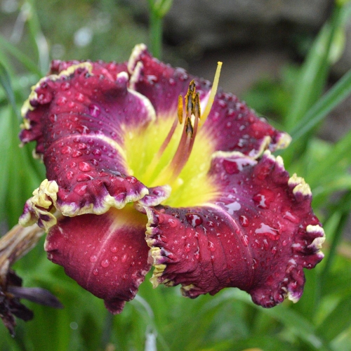 Daylily-Sons-Of-Thunder-1200x-DSC 0710