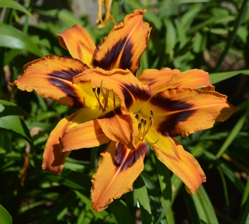 Daylily-Spacecoast-Tigertail-Tango-1200h-DSC 0526