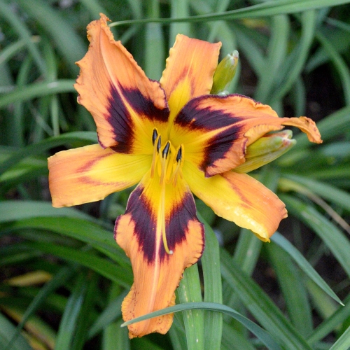 Daylily-Spacecoast-Tigertail-Tango-1200x-DSC 0093