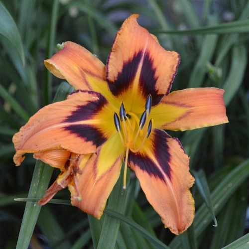 Daylily-Spacecoast-Tigertail-Tango-1200x-DSC 0147