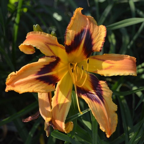Daylily-Spacecoast-Tigertail-Tango-1200x-DSC 0212