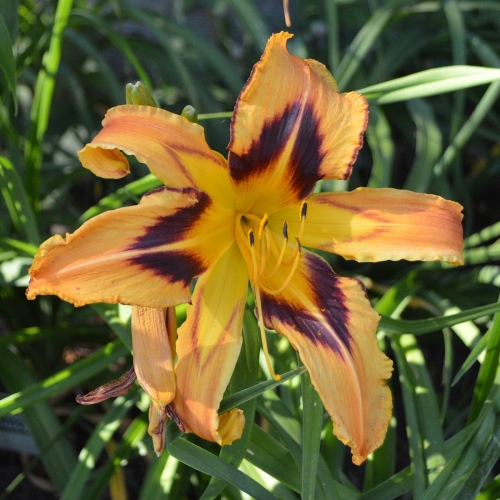 Daylily-Spacecoast-Tigertail-Tango-1200x-DSC 0213