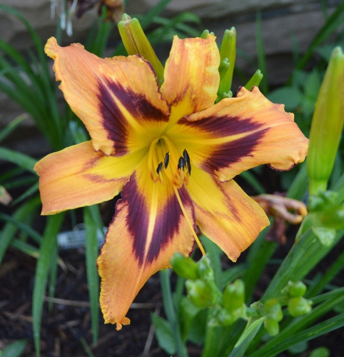 Daylily-Spacecoast-Tigertail-Tango-1200x-DSC 0506