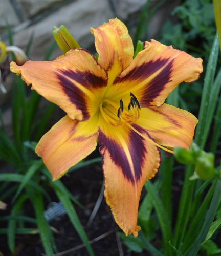 Daylily-Spacecoast-Tigertail-Tango-1200x-DSC 0507