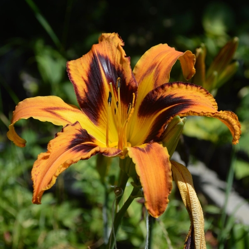 Daylily-Spacecoast-Tigertail-Tango-1200x-DSC 0528