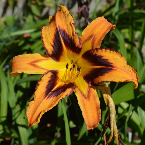 Daylily-Spacecoast-Tigertail-Tango-1200x-DSC 0529