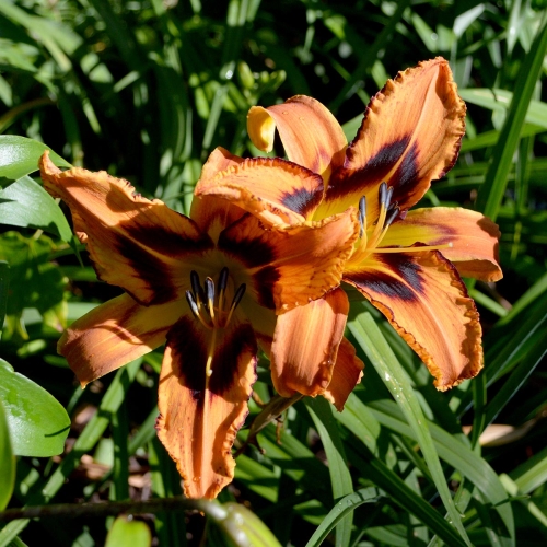 Daylily-Spacecoast-Tigertail-Tango-1200x-DSC 0659