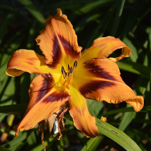 Daylily-Spacecoast-Tigertail-Tango-1200x-DSC 1056