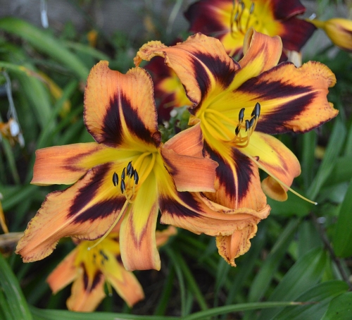 Daylily-Spacecoast-Tigertail-Tango-1200x-SC 0825