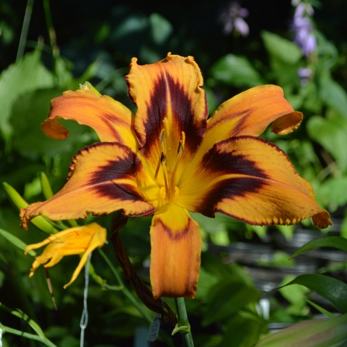 Daylily-Spacecoast-Tigertail-Tango-crop-1200x-DSC 0226