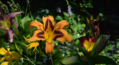 Daylily-Spacecoast-Tigertail-Tango-crop-2000w-DSC 0226