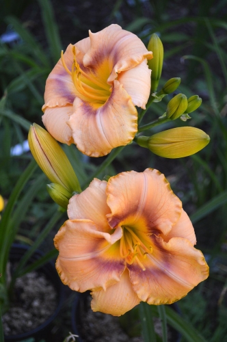 Daylily-Spirit-Zone-1200w-DSC 0965