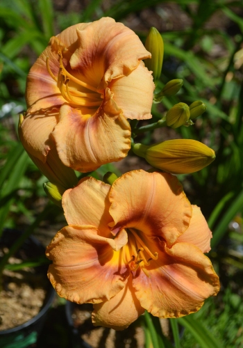 Daylily-Spirit-Zone-1200w-DSC 0993