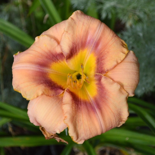 Daylily-Spirit-Zone-1200x-DSC 0034