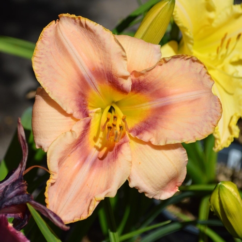 Daylily-Spirit-Zone-1200x-DSC 0286