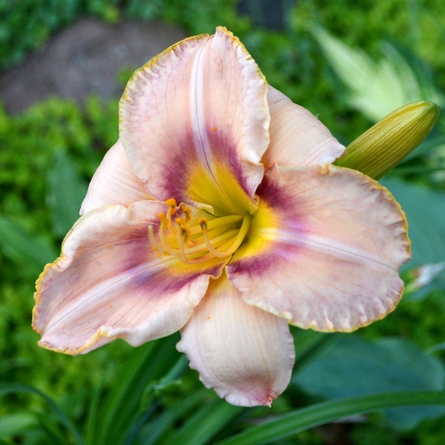 Daylily-Spirit-Zone-1200x-DSC 0316