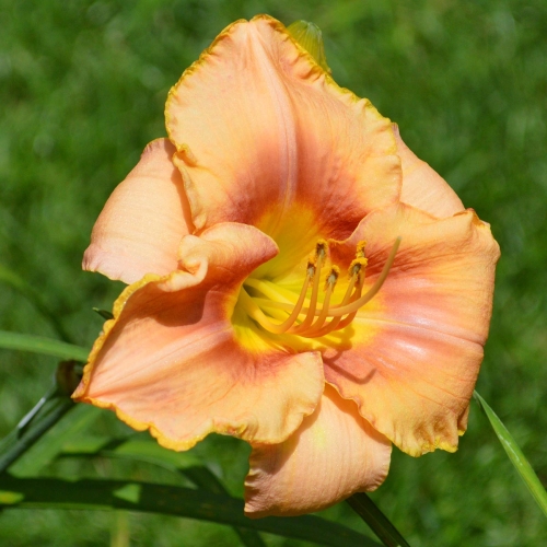 Daylily-Spirit-Zone-1200x-DSC 0388