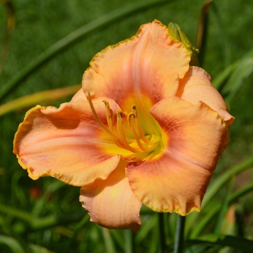 Daylily-Spirit-Zone-1200x-DSC 0390