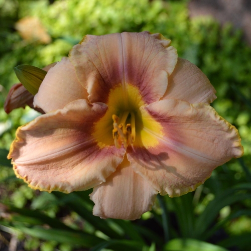 Daylily-Spirit-Zone-1200x-DSC 0529