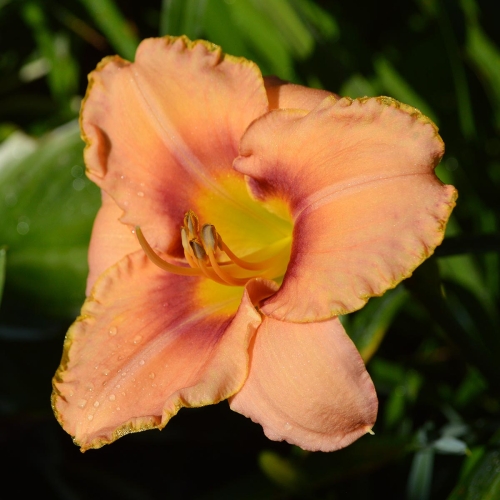 Daylily-Spirit-Zone-1200x-DSC 0664