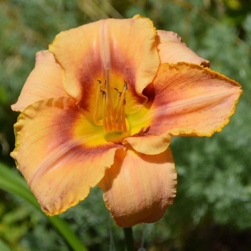 Daylily-Spirit-Zone-1200x-DSC 0668