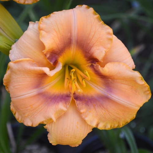 Daylily-Spirit-Zone-1200x-DSC 0971