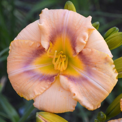 Daylily-Spirit-Zone-1200x-DSC 0974