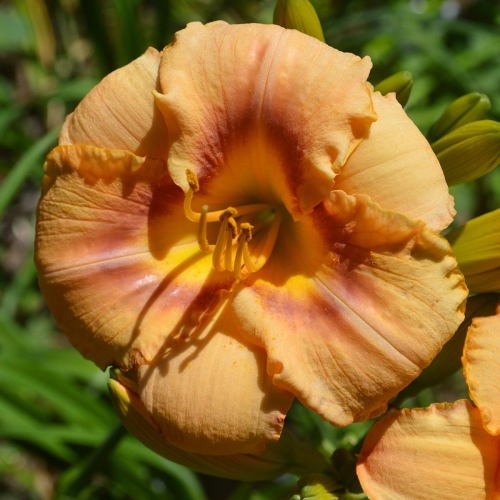 Daylily-Spirit-Zone-1200x-DSC 0995