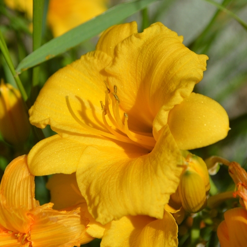 Daylily-Stella-D-Oro-1200x-DSC 0357