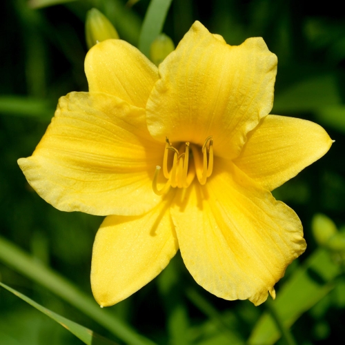 Daylily-Stella-De-Oro-1200w-DSC 0017