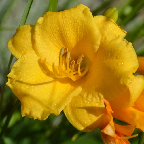 Daylily-Stella-De-Oro-1200x-DSC 0090