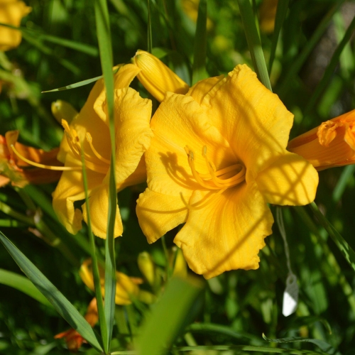 Daylily-Stella-De-Oro-1200x-DSC 0263