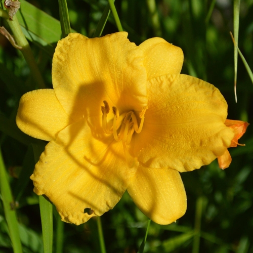 Daylily-Stella-de-Oro-1200x-DSC 0156
