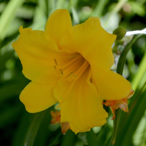 Daylily-Stella-de-Oro-1200x-DSC 0330