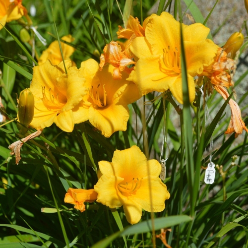 Daylily-Stella-de-Oro-1200x-DSC 0922