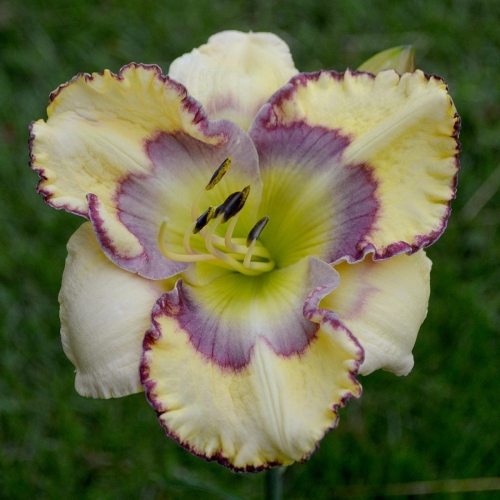 Daylily (Hemerocallis) Stenciled Infusion