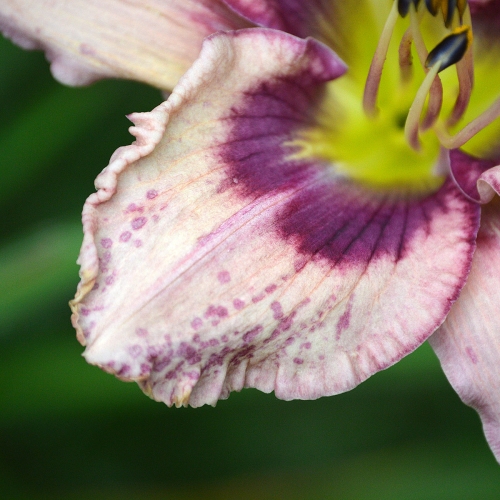 Daylily-Stone-Palace-Mirth-Maker-1200w-DSC 0666