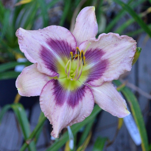 Daylily-Stone-Palace-Mirth-Maker-1200x-DSC 0132