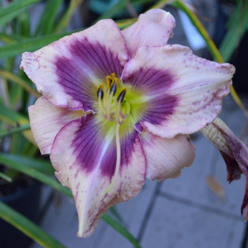 Daylily-Stone-Palace-Mirth-Maker-1200x-DSC 0133