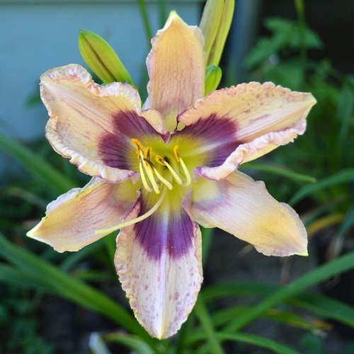 Daylily-Stone-Palace-Mirth-Maker-1200x-DSC 0404