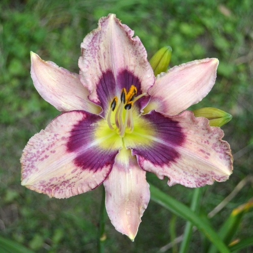 Daylily-Stone-Palace-Mirth-Maker-1200x-DSC 0556
