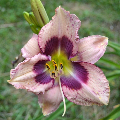 Daylily-Stone-Palace-Mirth-Maker-1200x-DSC 0557