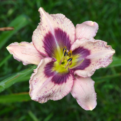 Daylily-Stone-Palace-Mirth-Maker-1200x-DSC 0659