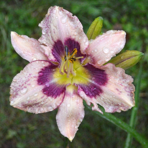 Daylily-Stone-Palace-Mirth-Maker-1200x-DSC 0760
