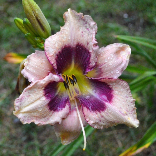 Daylily-Stone-Palace-Mirth-Maker-1200x-DSC 0764