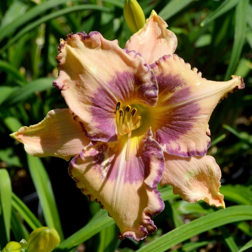 Daylily-Stone-Palace-Perfection-1200x-DSC 0033