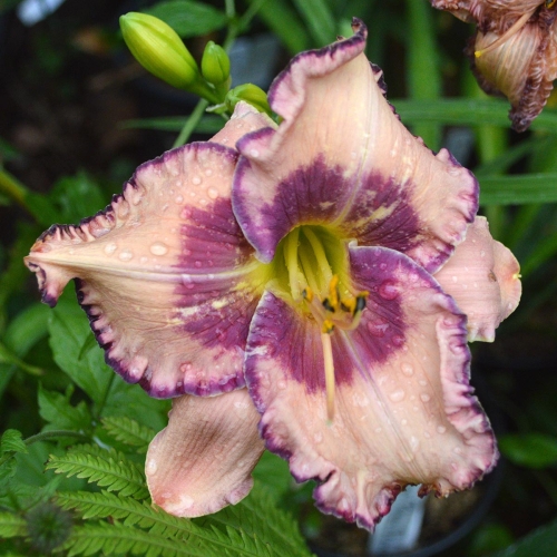 Daylily-Stone-Palace-Perfection-1200x-DSC 0105