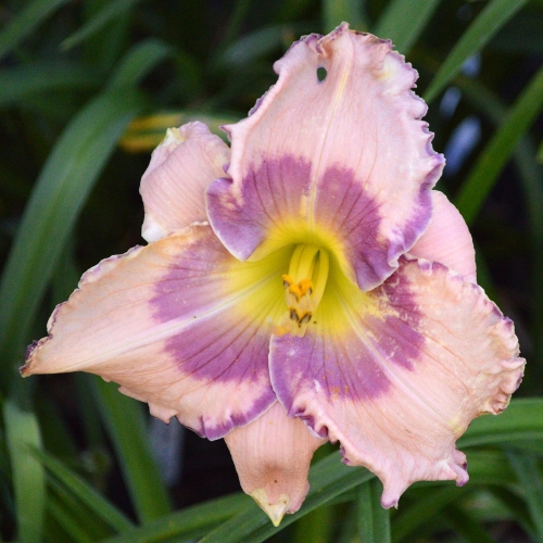 Daylily-Stone-Palace-Perfection-1200x-DSC 0118